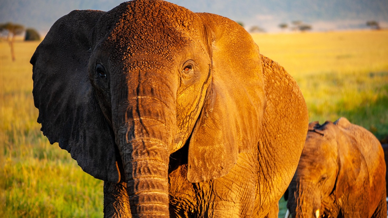 Manada de elefantes en Amboseli