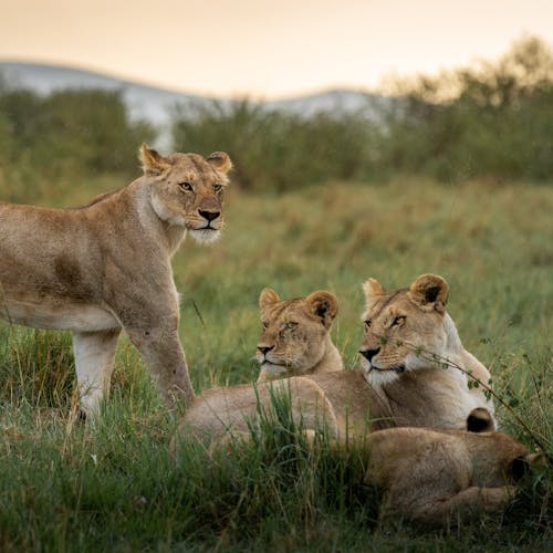 Familia de leones en Masái Mara