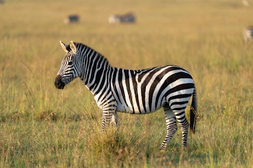 Cebras en Masái Mara