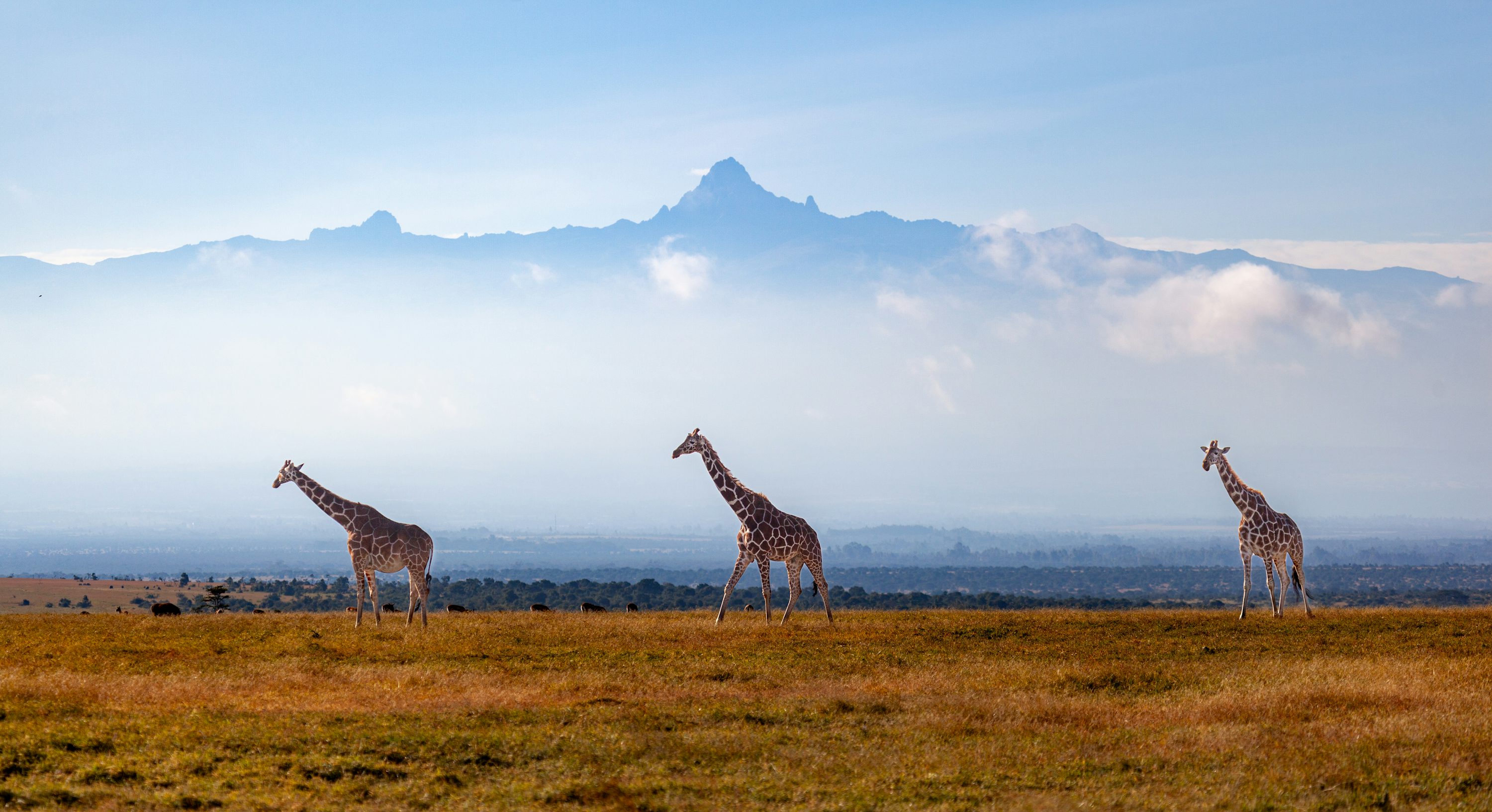 Jirafas con el Monte Kenia de fondo
