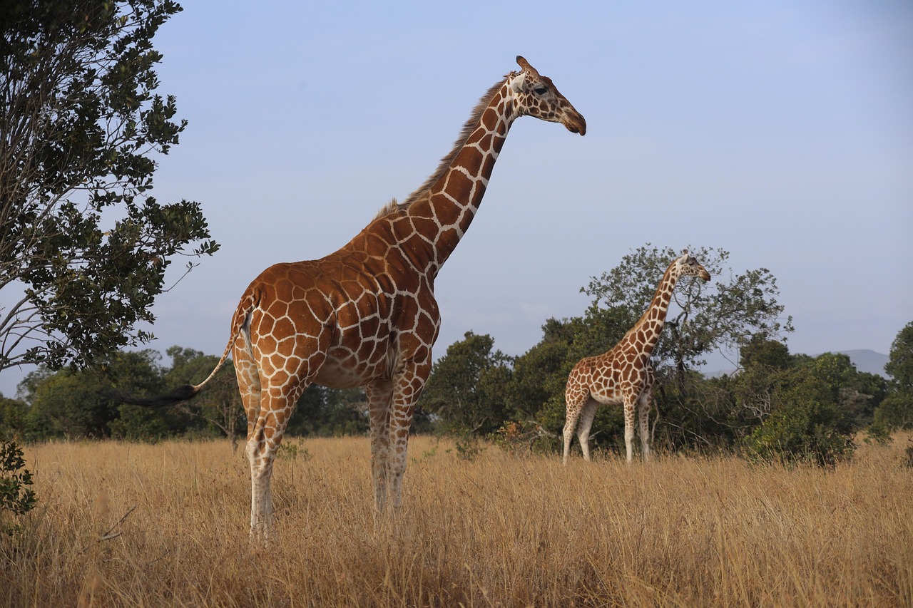 Grupo de jirafas en Samburu